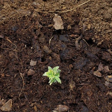 Blueberry growlog timeline photo