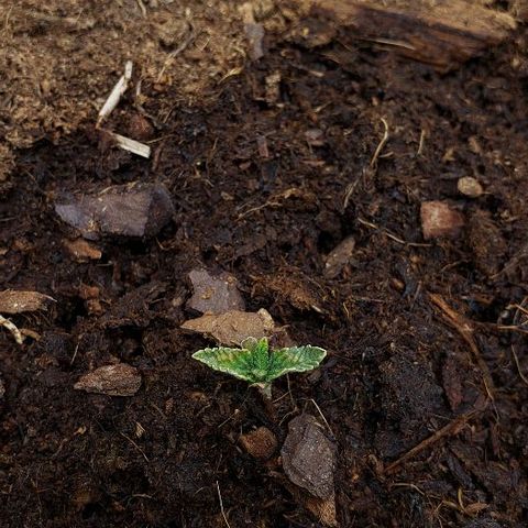 Robert Stack OG growlog timeline photo