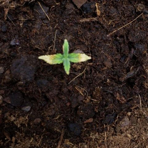 BC Mango growlog timeline photo
