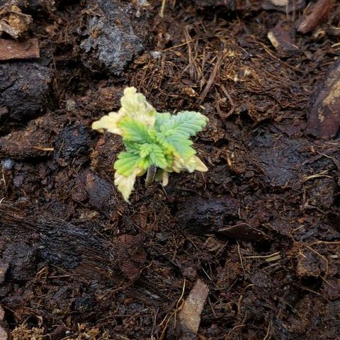 Blueberry growlog timeline photo