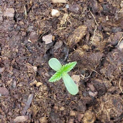 OG Kush growlog timeline photo