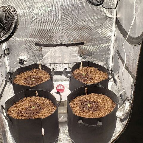 BC Mango growlog timeline photo