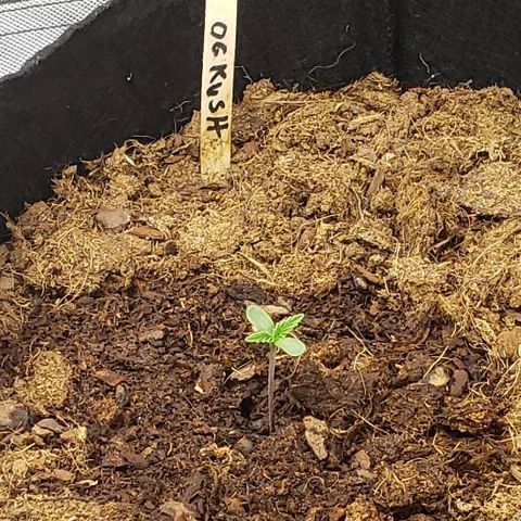BC Mango growlog timeline photo