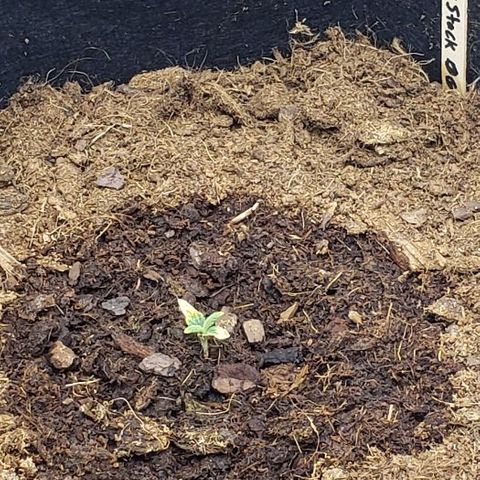 BC Mango growlog timeline photo