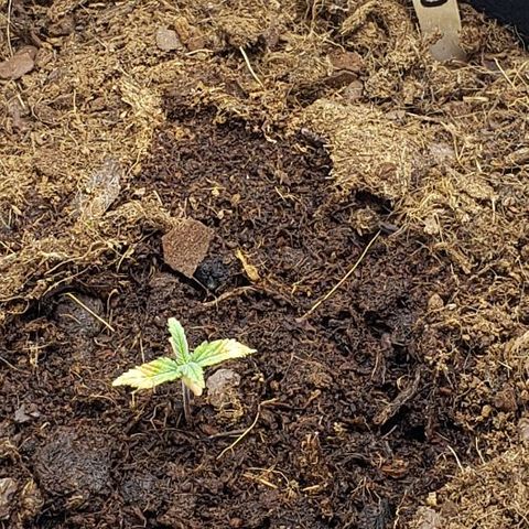 BC Mango growlog timeline photo