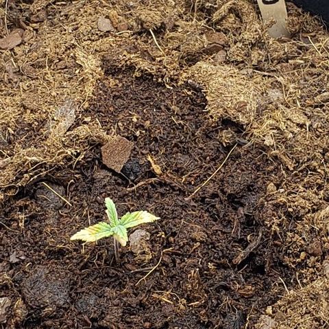 BC Mango growlog timeline photo
