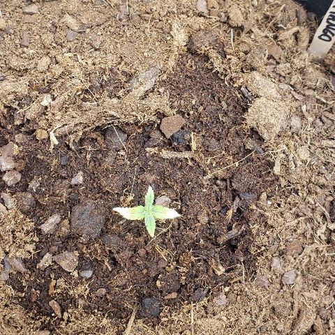 BC Mango growlog timeline photo