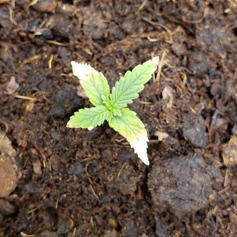 BC Mango growlog timeline photo