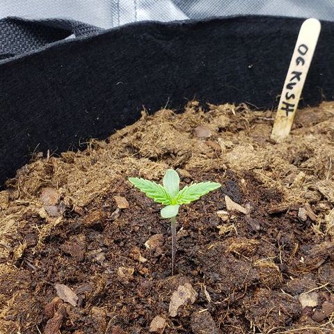 Blueberry growlog timeline photo