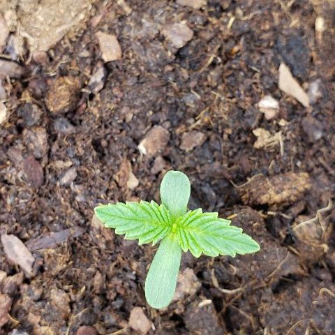 OG Kush growlog timeline photo