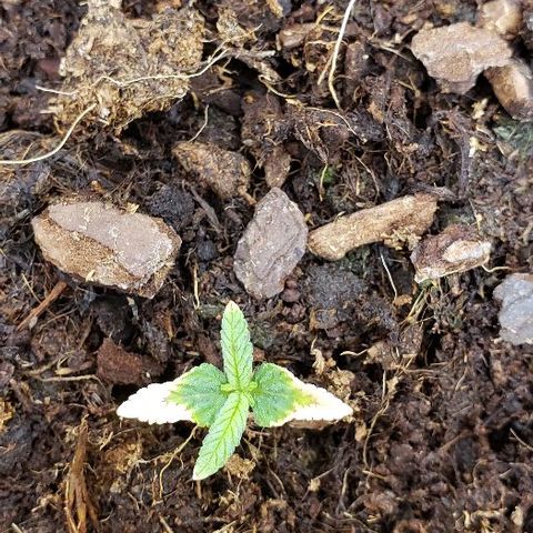 Robert Stack OG growlog timeline photo