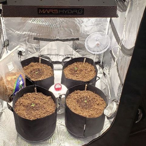 BC Mango growlog timeline photo