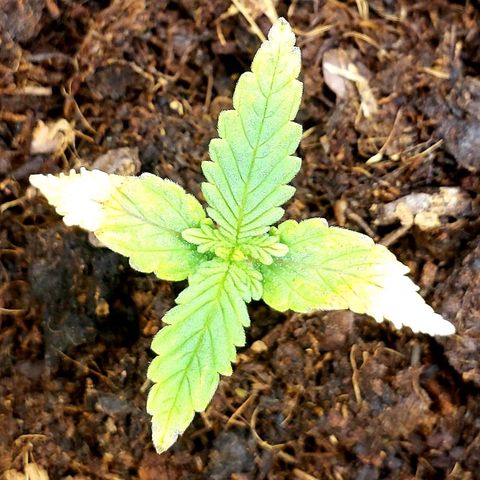 BC Mango growlog timeline photo