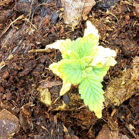 Blueberry growlog timeline photo