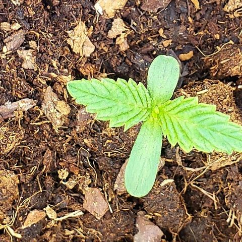 OG Kush growlog timeline photo