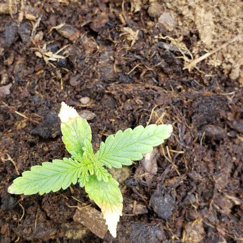 BC Mango growlog timeline photo