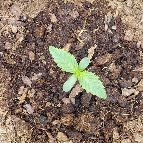 OG Kush growlog timeline photo