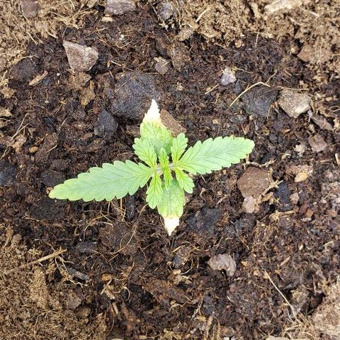 BC Mango growlog timeline photo