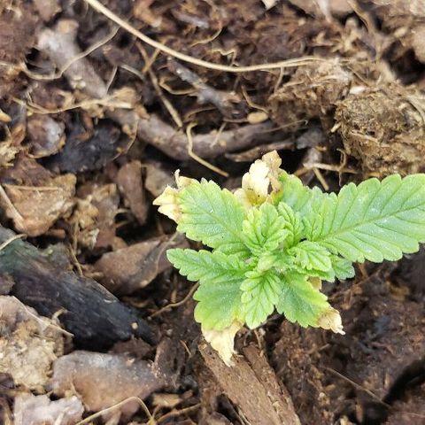 Blueberry growlog timeline photo
