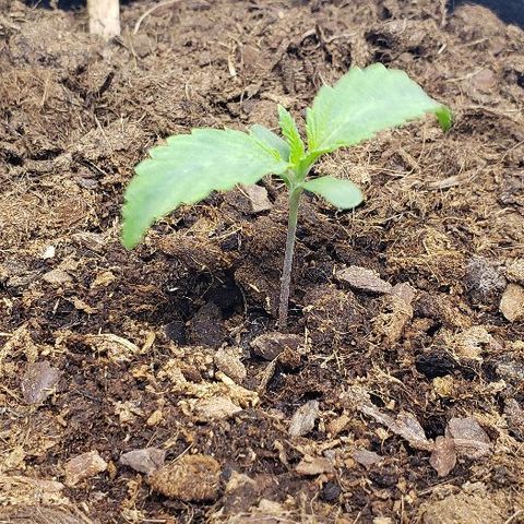 OG Kush growlog timeline photo