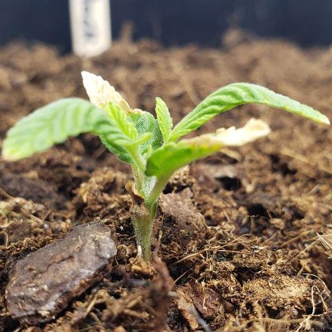Robert Stack OG growlog timeline photo