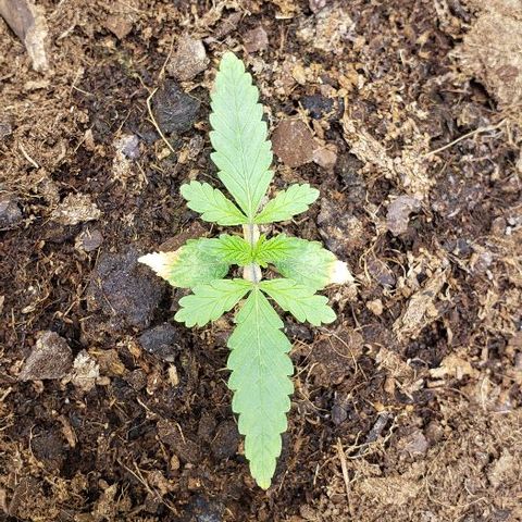 BC Mango growlog timeline photo
