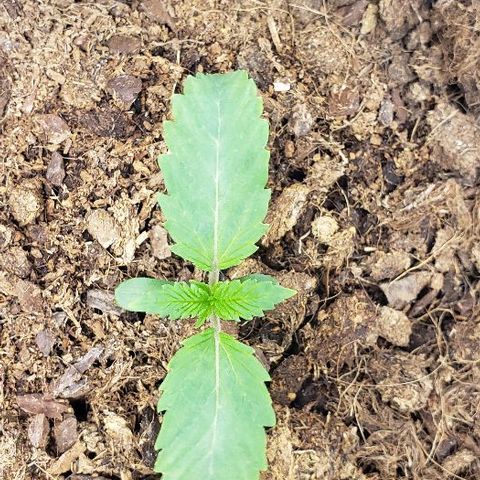 OG Kush growlog timeline photo