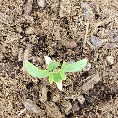 Robert Stack OG growlog timeline photo