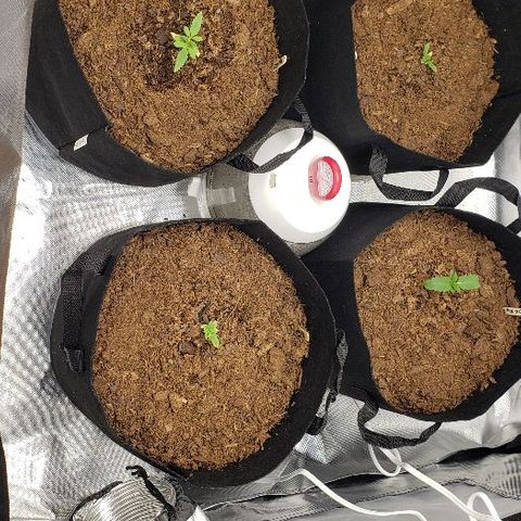 BC Mango growlog timeline photo