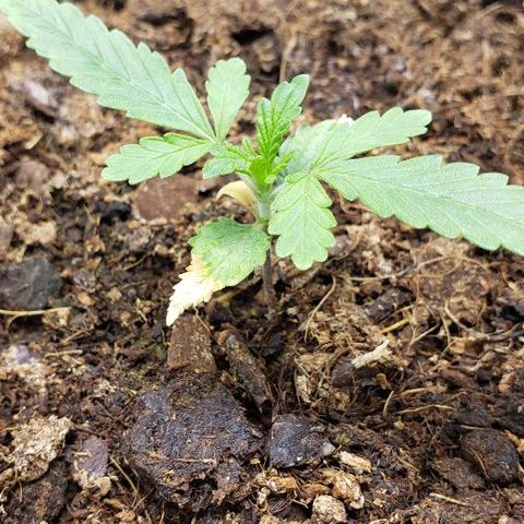 BC Mango growlog timeline photo