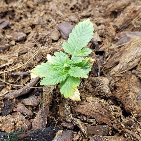 Blueberry growlog timeline photo