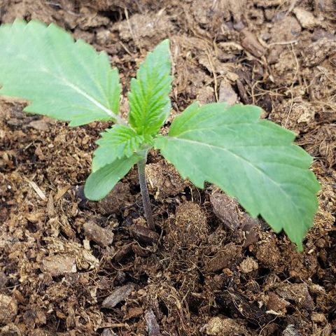 OG Kush growlog timeline photo