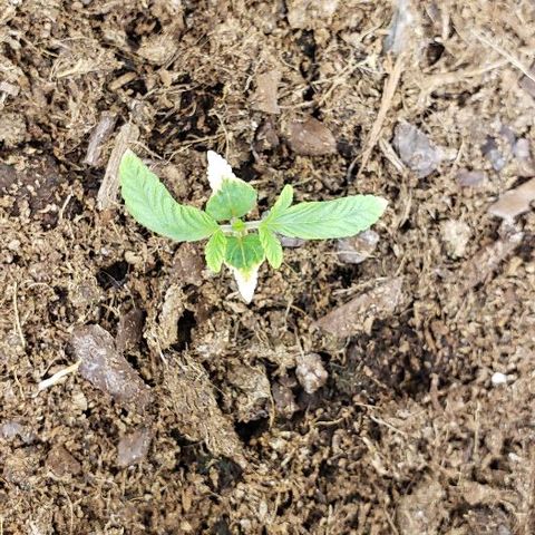 Robert Stack OG growlog timeline photo
