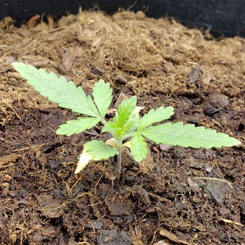BC Mango growlog timeline photo
