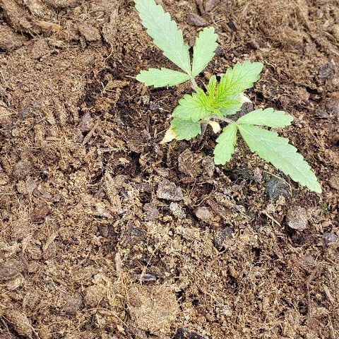 BC Mango growlog timeline photo