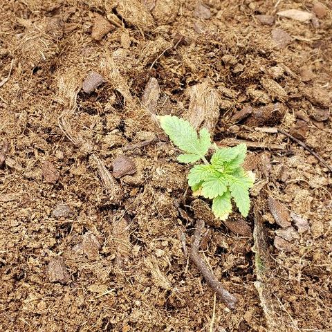 Blueberry growlog timeline photo