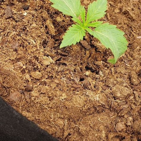 OG Kush growlog timeline photo