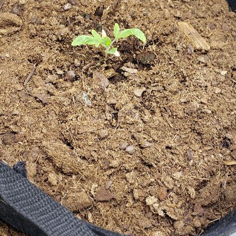 Robert Stack OG growlog timeline photo