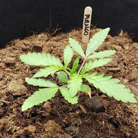 BC Mango growlog timeline photo