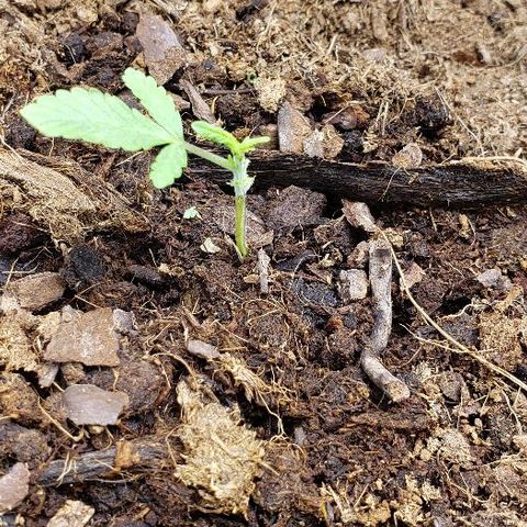 Blueberry growlog timeline photo