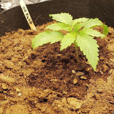 OG Kush growlog timeline photo