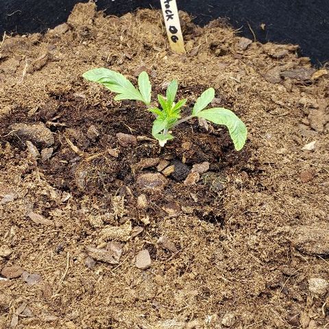 Robert Stack OG growlog timeline photo