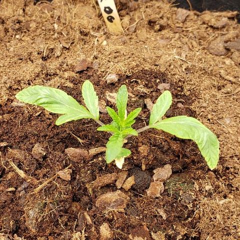 Robert Stack OG growlog timeline photo
