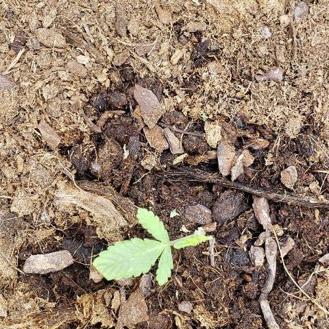 Blueberry growlog timeline photo