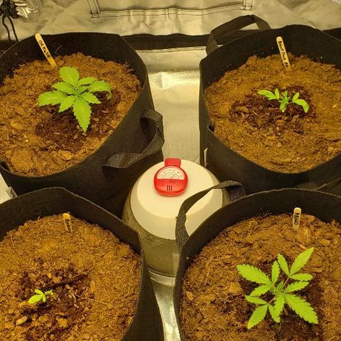 BC Mango growlog timeline photo