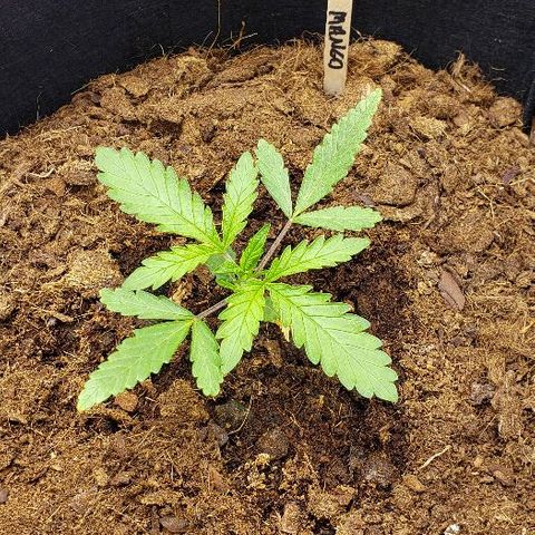 BC Mango growlog timeline photo