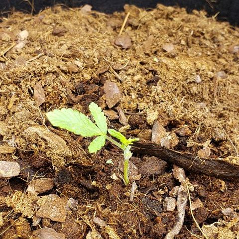 Blueberry growlog timeline photo