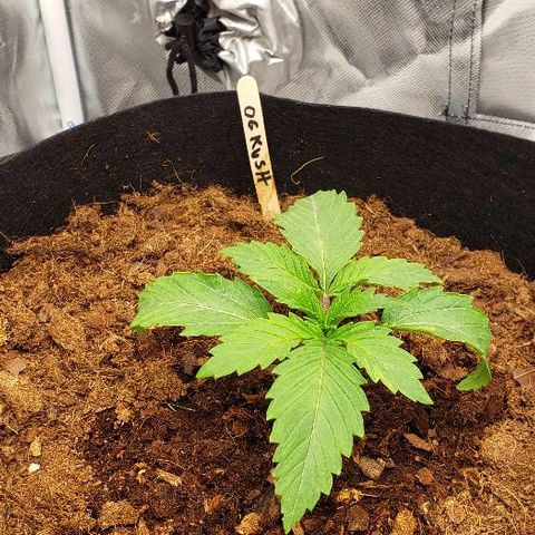 OG Kush growlog timeline photo