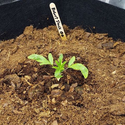 Robert Stack OG growlog timeline photo