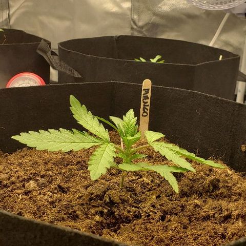 BC Mango growlog timeline photo